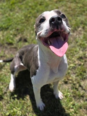 Bunny, Pit Bull Terrier Mix, adult, available for adoption
