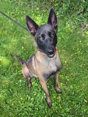 Coco, Belgian Malinois Mix, available for adoption