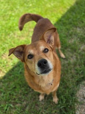 A brown dog with floppy ears and a black nose is looking up at the camera on a grassy field.
