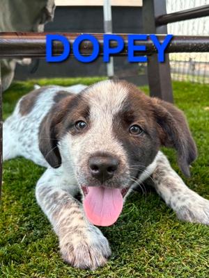 Dopey, Hound Mix, available for adoption
