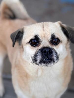 Nemo, Pug / Pomeranian, adult, available for adoption