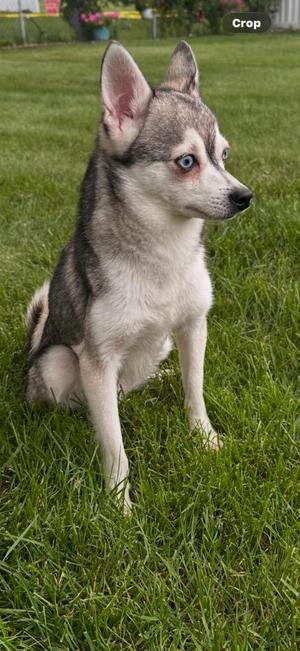 Freddy, Pomeranian / Husky, young, available for adoption