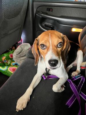 Binx, Beagle, adult, available for adoption