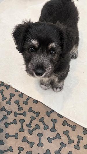 Ricky, Australian Shepherd / Terrier, puppy, available for adoption