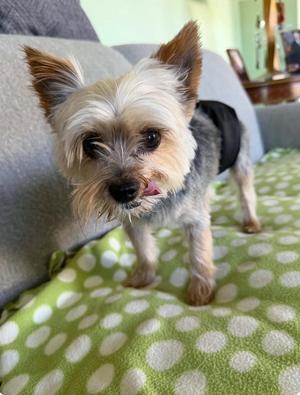 Toby, Yorkshire Terrier, adult, available for adoption