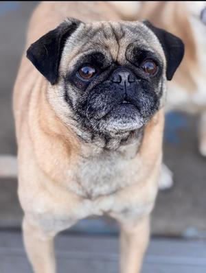 Gus, Pug, adult, available for adoption