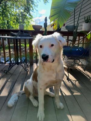 Patrick, Australian Shepherd / Great Pyrenees, young, available for adoption