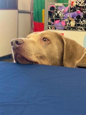 A dog with a light brown coat is peeking over a blue surface, looking to the side. The background includes a colorful toy-filled cage.