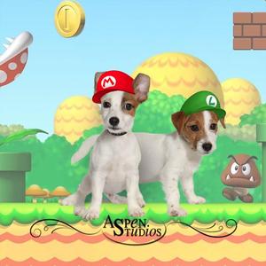Two dogs wearing Mario and Luigi hats, standing in a Super Mario Bros. themed environment.
