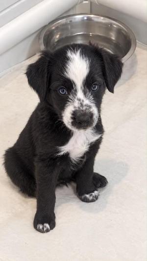 Lucy, Australian Shepherd / Terrier, puppy, available for adoption