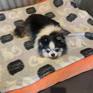Mikey, Chihuahua, senior, available for adoption