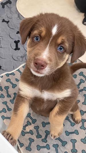 A brown and white puppy with blue eyes sitting on a bone-patterned blanket.