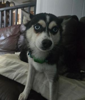 A close-up photograph of a black and white husky dog with striking blue eyes sitting on a couch.