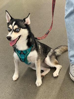A black and white husky dog with blue eyes, wearing a green harness and a red leash, sitting on a concrete surface.