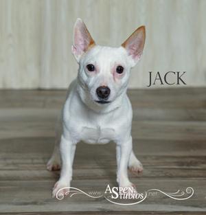 A white dog named Jack standing on a wooden floor, looking directly at the camera.