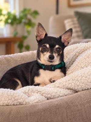 Isaac, Chihuahua, senior, available for adoption