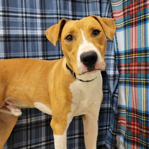 Neil, Coonhound, young, available for adoption