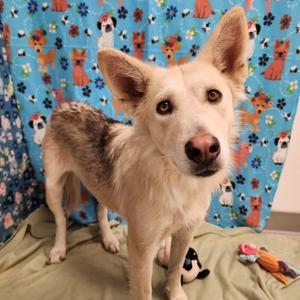 Sadie, Shepherd / Husky, adult, available for adoption