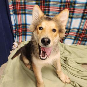 Quibli, Shepherd / Husky, young, available for adoption