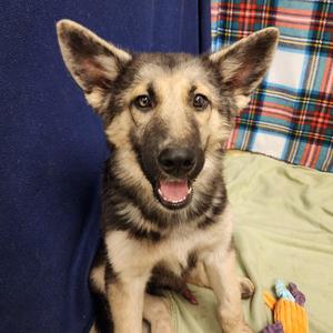 Padfoot, Shepherd / Husky, young, available for adoption