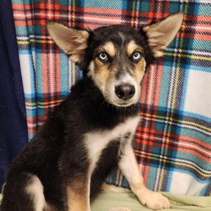 Kaboodle, Shepherd / Husky, young, available for adoption