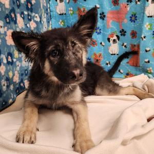 Mowgli, Shepherd / Husky, young, available for adoption