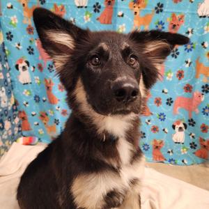 Bubbles, Shepherd / Husky, young, available for adoption