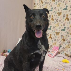 Lila, Border Collie / Australian Cattle Dog / Blue Heeler, adult, available for adoption
