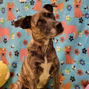 Perdi, Mixed Breed, adult, available for adoption