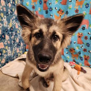 Lima Bean, Shepherd / Husky, young, available for adoption