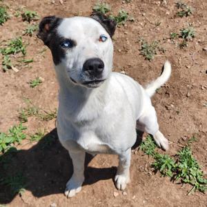 Lupita, Husky, adult, available for adoption