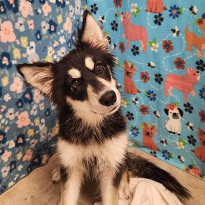 Juno, Shepherd / Husky, young, available for adoption