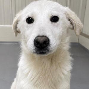 A close-up of a white dog with floppy ears and a black nose, looking directly at the camera.