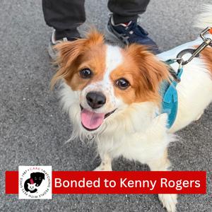 Jolene, Spaniel, Cavalier King Charles, adult, available for adoption