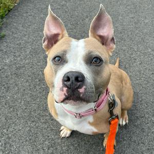 A brown and white dog with pointed ears and a pink collar, sitting on a paved surface.