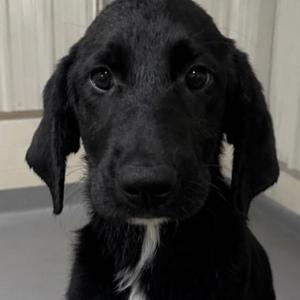 Virginia, Mixed Breed (Large), young, available for adoption