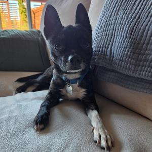 Bonchon, Mixed Breed (Small), adult, available for adoption