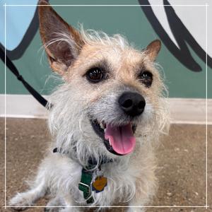 A close-up photo of a scruffy terrier mix dog with its tongue out and a happy expression.