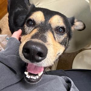 Hutch, Husky, adult, available for adoption