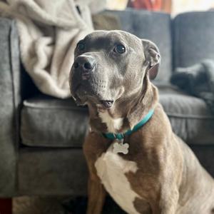 Jerry, Mixed Breed (Large), senior, available for adoption