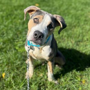 Bruno, Mixed Breed (Large), adult, available for adoption