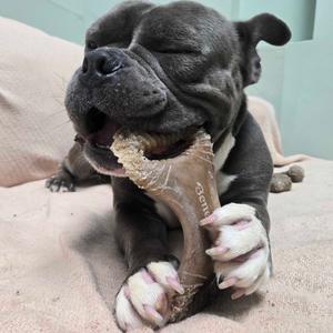 Tennessee, Mixed Breed (Large), adult, available for adoption