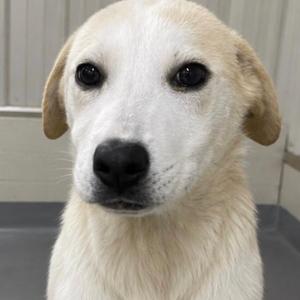a close-up of a light-colored dog with dark eyes and a black nose