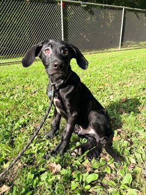 Magic, Labrador Retriever, puppy, available for adoption