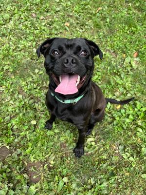 Knight, Pug / Pit Bull Terrier, young, available for adoption