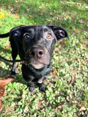 Charm, Labrador Retriever, puppy, available for adoption