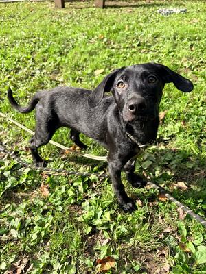 Mystic, Labrador Retriever, puppy, available for adoption