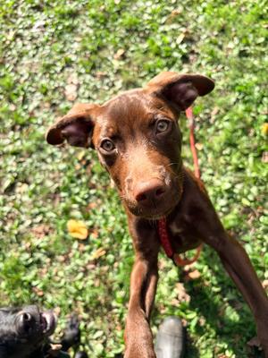 Jinx, Labrador Retriever, puppy, available for adoption