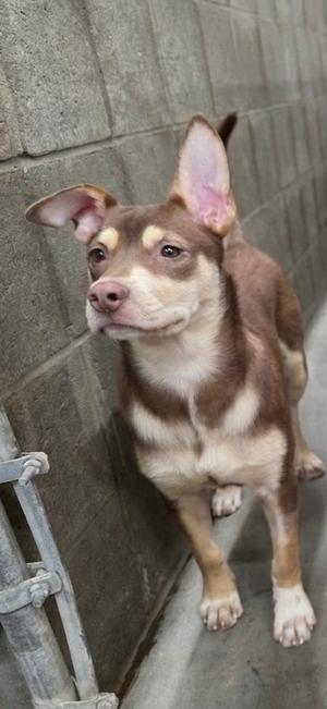 A brown and white dog with large ears standing next to a concrete wall.