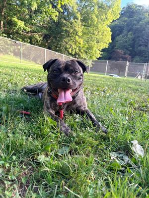 Stitch, Pug / Pit Bull Terrier, puppy, available for adoption